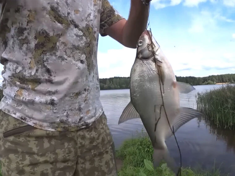 Ловля великого ляща на сало та пінопласт: правила складання хитрого донного монтажу
